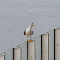 Schreihals auf Deck 8